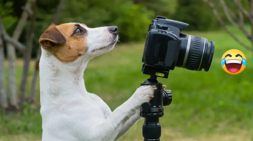 Pet Photography