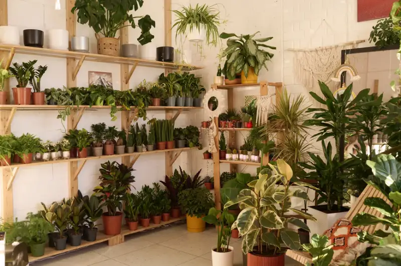 Plant Shop & Interior Plant